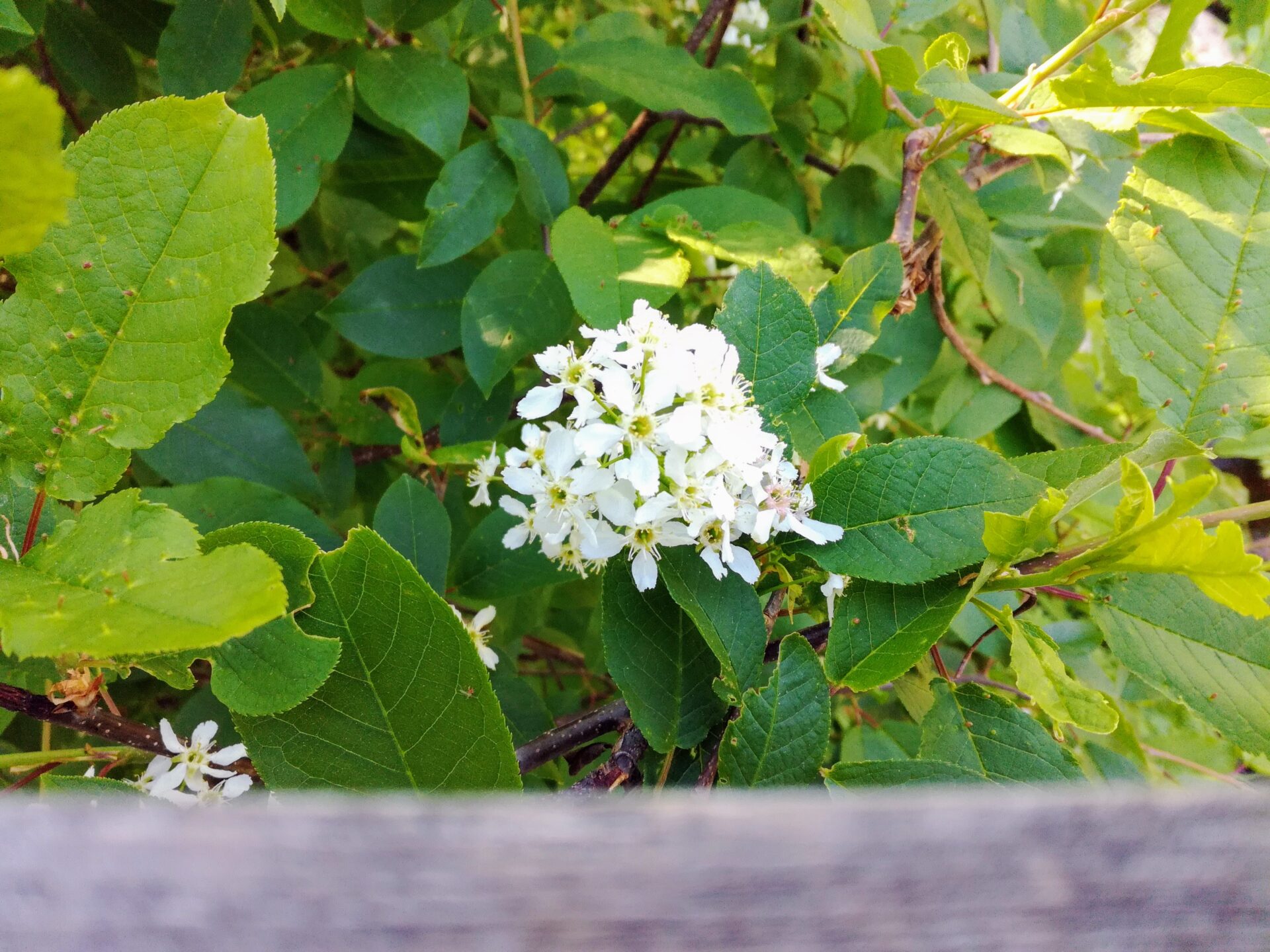 Lähikuva Mallaskosken sillan reunassa kukkivasta tuomen kukasta